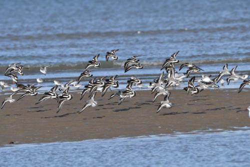 Bécasseaux sanderlings et Tournepierres à collier