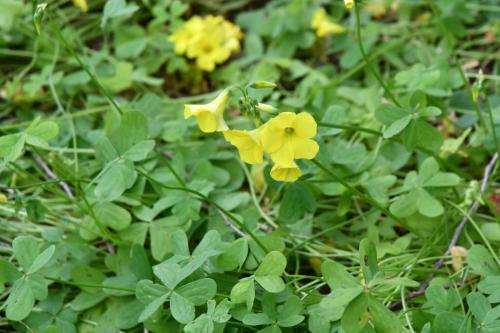 Oxalis penchée ou Pied-de-chèvre