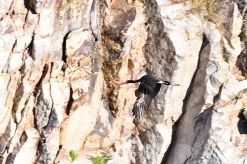 Cigogne noire à Salto del Gitano