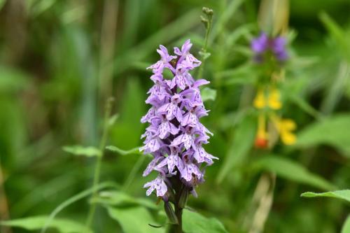 Dactylorhiza ??