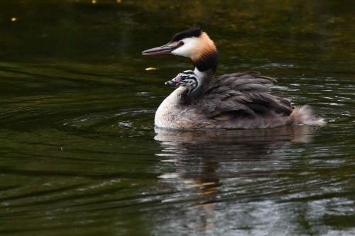 Grèbe huppé