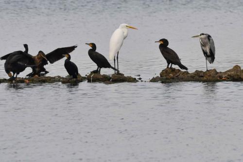 Grands cormorans, grande aigrette et héron cendré