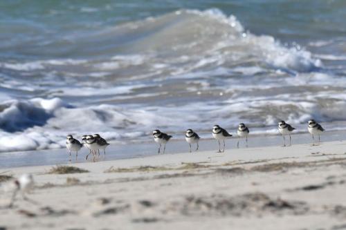 Pluviers semipalmés