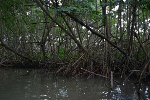 Palétuviers, mangrove de la baie de Génipa