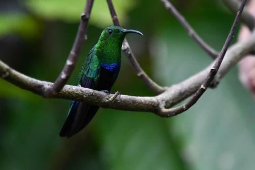 Colibri falle-vert