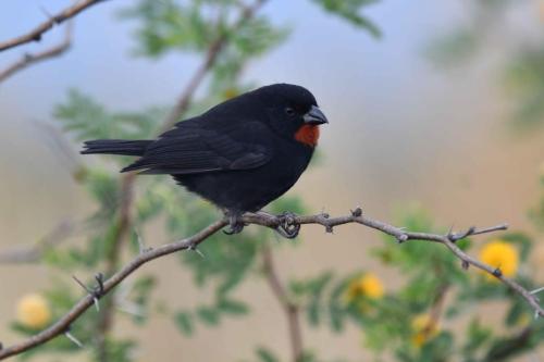 Sporophile rougegorge