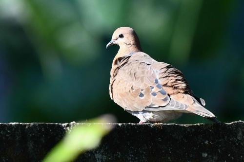 Tourterelle à queue carrée