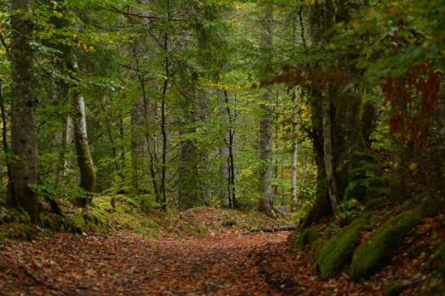 Bois de la Sambine