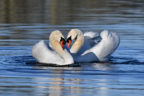 Cygne tuberculé