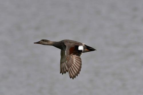 Canard chipeau