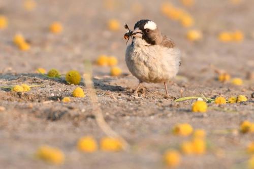 Mahali à sourcils blancs