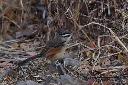 Tchagra à tête noire