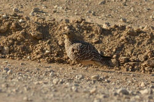 Ganga namaqua (femelle)