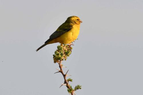 Serin de Sainte-Hélène