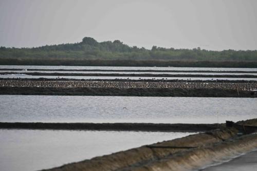 Bécasseaux de l'Anadyr