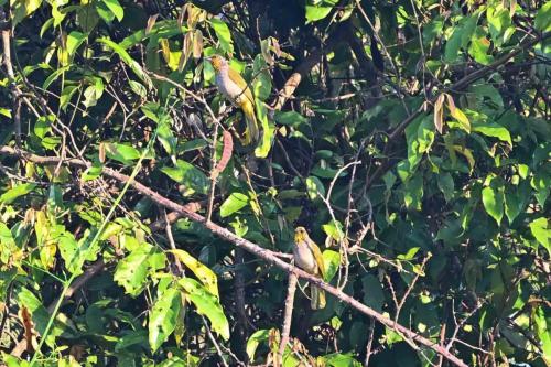 Bulbuls de Finlayson