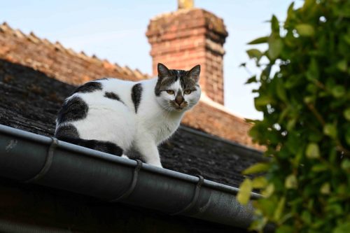 Chat de gouttière