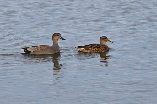 Canards chipeaux