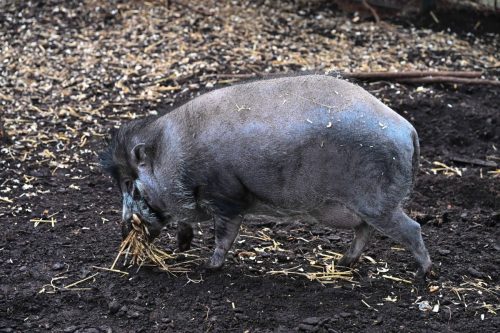 Sanglier des Visayas
