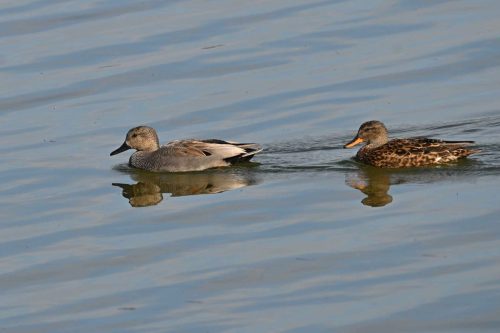 Canards chipeaux