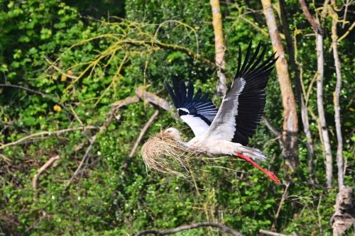 Cigogne blanche