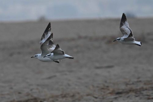 Mouettes mélanocéphales