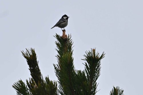 Mésange noire