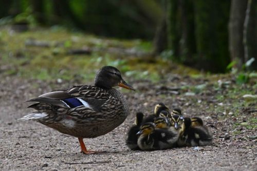 Canards colverts