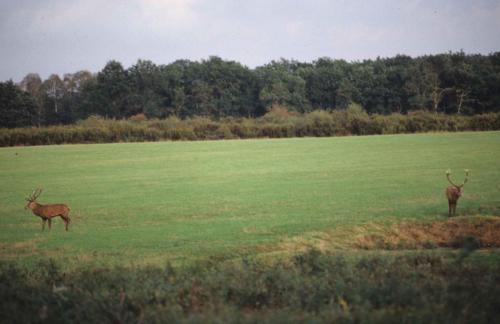 Cerfs en forêt de Chambord