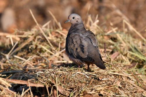 Tourterelle oreillarde
