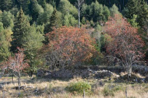 Sorbier des oiseleurs