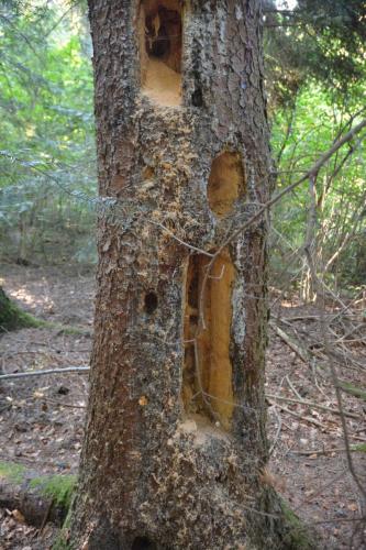 Epicéa attaqué par le pic noir