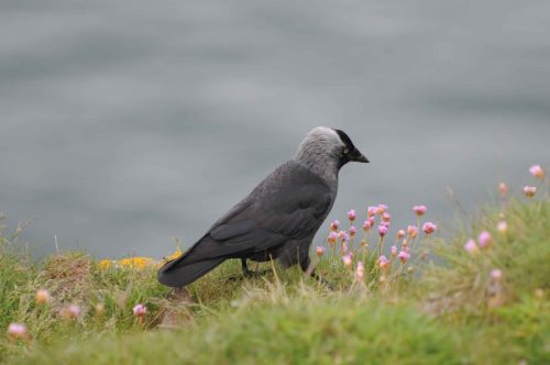 Choucas à la réserve de Fowlsheugh