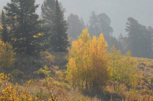 Les trembles ont déjà leurs couleurs d'automne