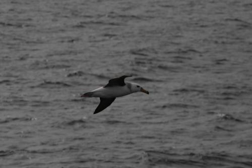 Albatros à sourcils noirs 