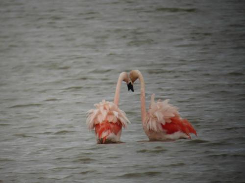 Flamants du Chili 