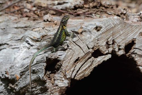 Painted tree lizard