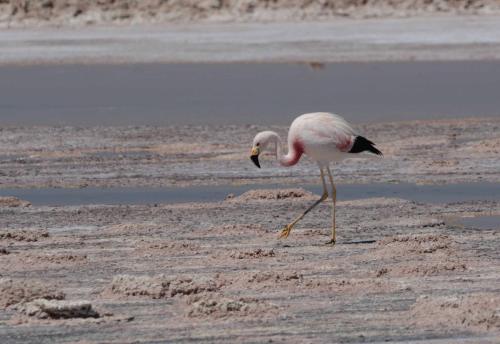 Flamant des andes