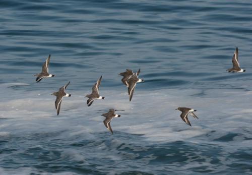 Bécasseaux du ressac 