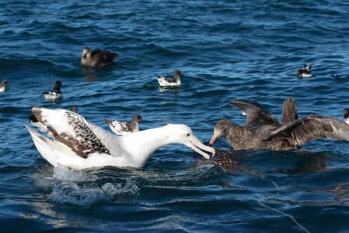Albatros hurleur et Pétrel de Hall se nourrissant sur l'appat attaché au bateau 