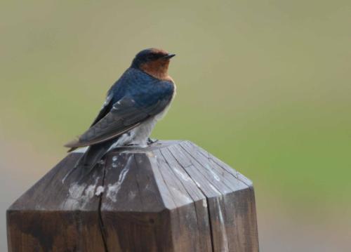 Hirondelle messagère 