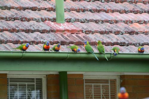 Loriquets de Swainson