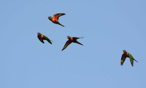 Loriquets de Swainson