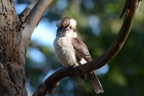 Martin-chasseur géant