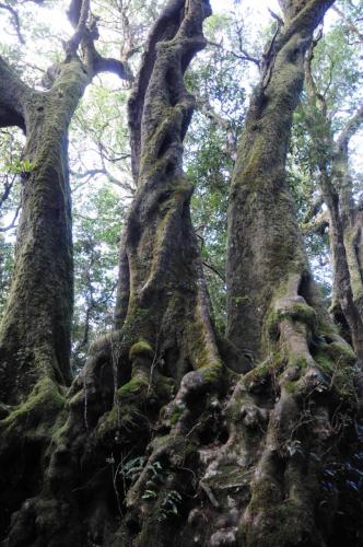 Parc national de Springbrook