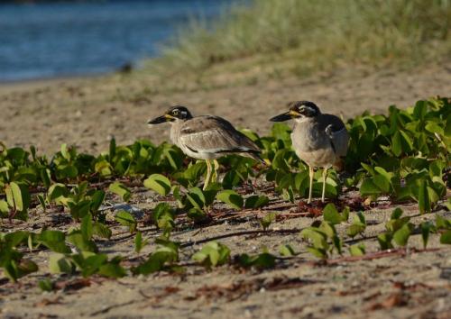 Oedicnèmes des récifs