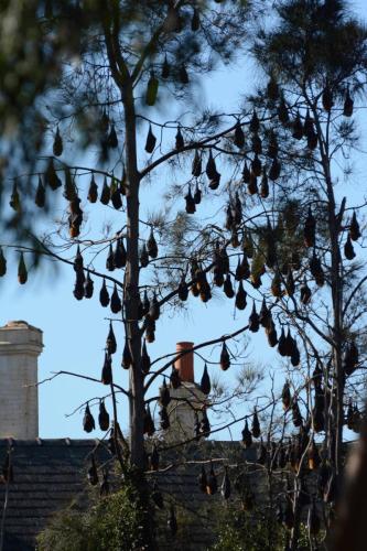 Renards-volants à tête grise (Grande Chauve-Souris)