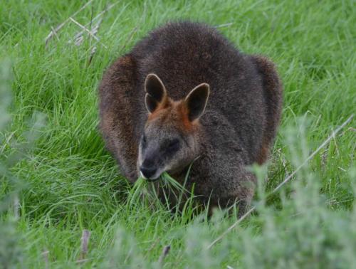 Wallaby noir
