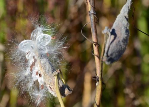 Réserve de Great Meadows
