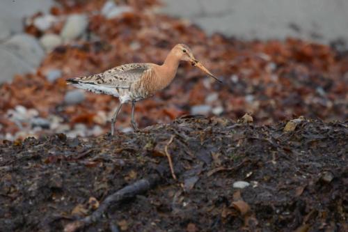 Barge à queue noire
